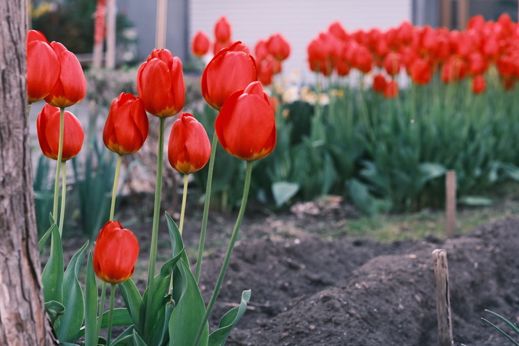 R5.05.11_夕方散歩⑩