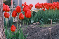 R5.05.11_夕方散歩⑩