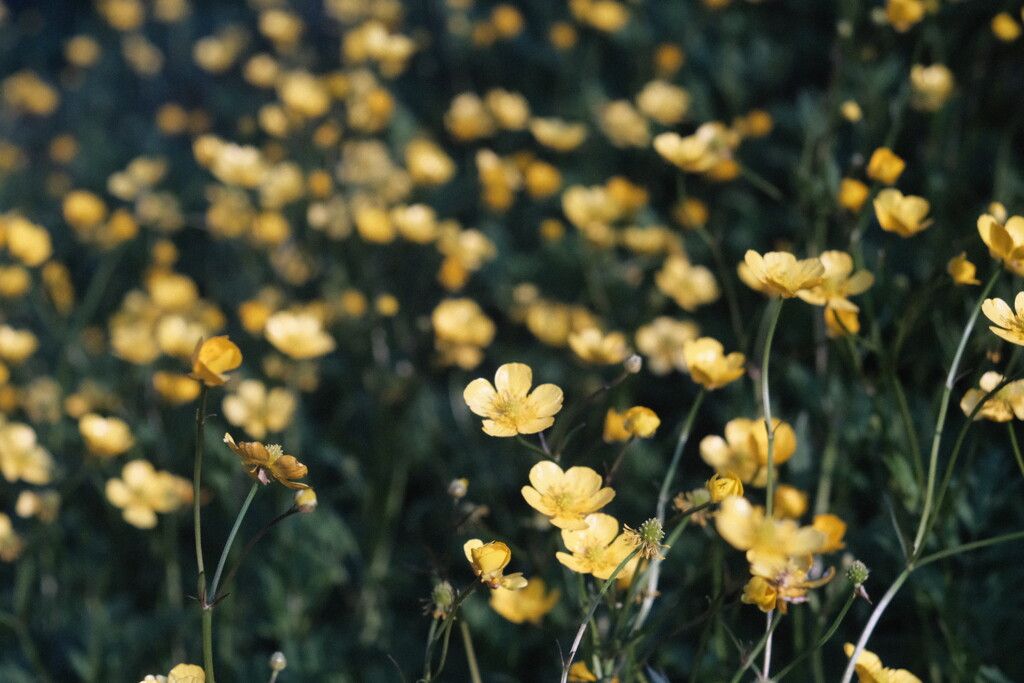 R4.06.08_夕方散歩②