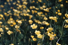 R4.06.08_夕方散歩②