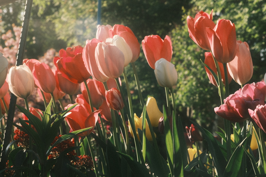 R5.05.11_夕方散歩④