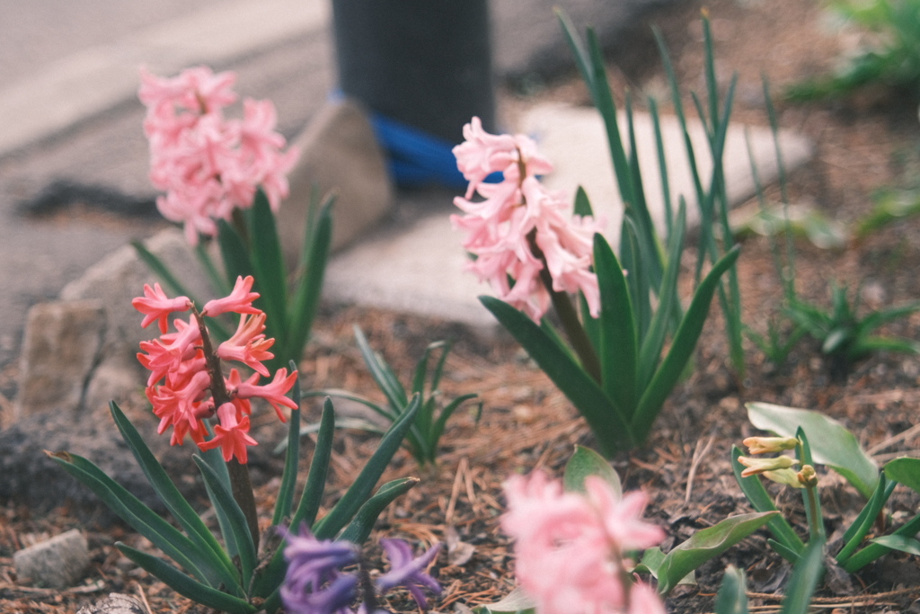 R5.04.16_夕方散歩④