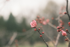 R5.04.22_平岡公園梅まつり⑦