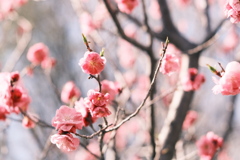 R5.04.30_リベンジ平岡公園梅まつり⑤