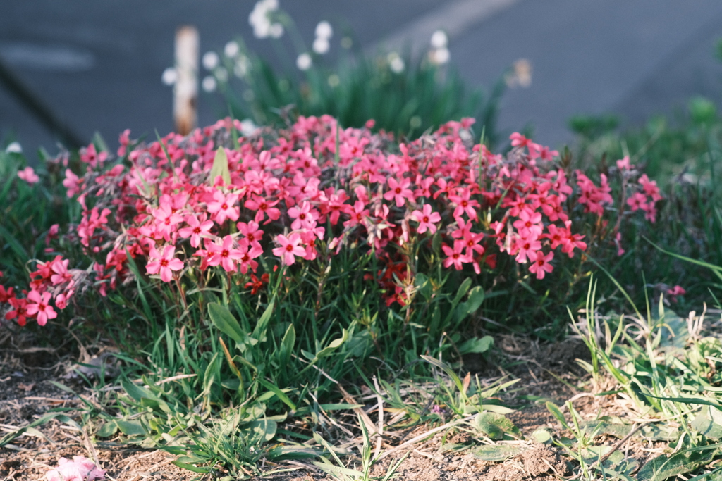 R5.05.11_夕方散歩②