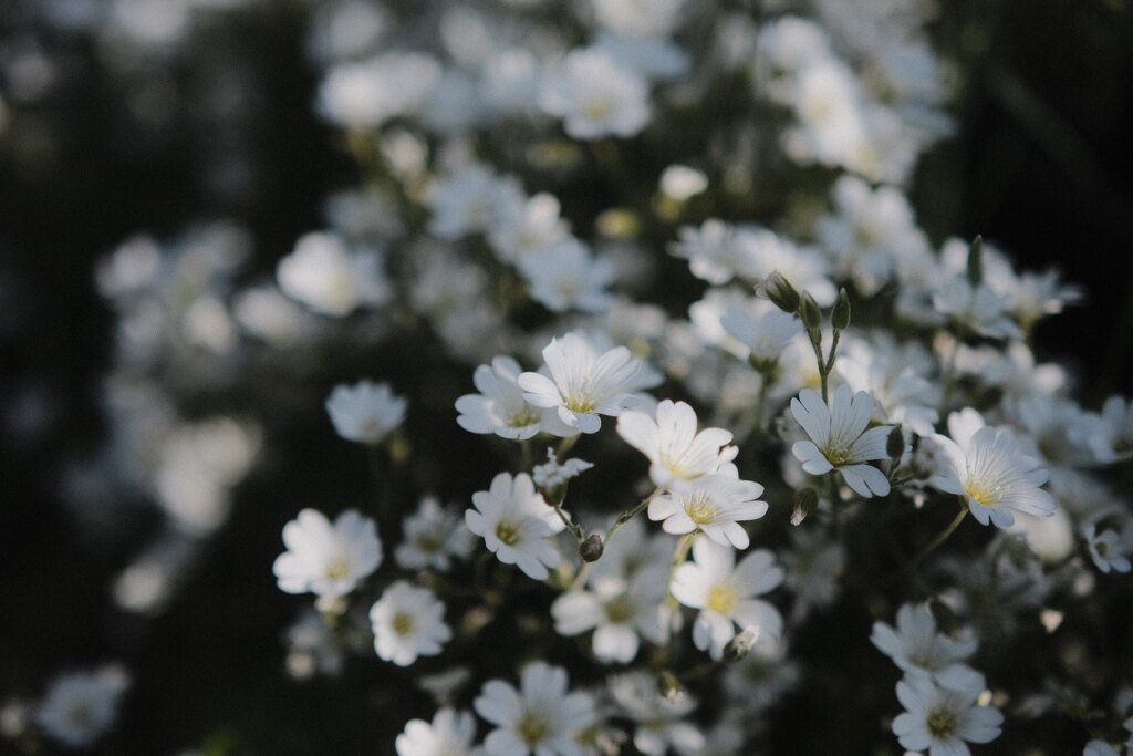 R4.05.30_夕方散歩④