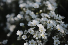 R4.05.30_夕方散歩④