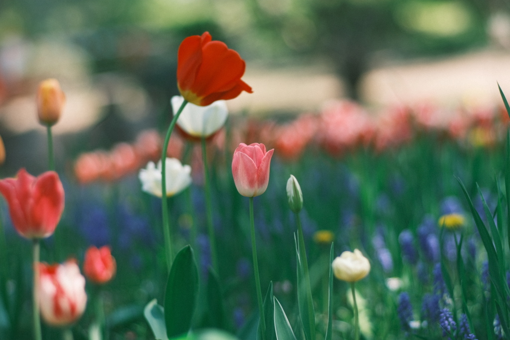 R5.05.13_札幌円山公園