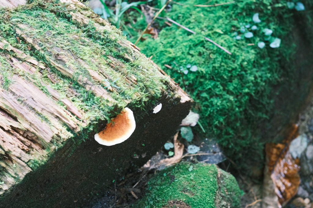 R5.09.10_夫婦登山_恵庭岳④