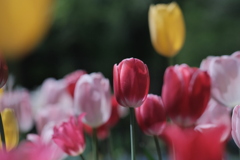 R4.05.15_円山公園①