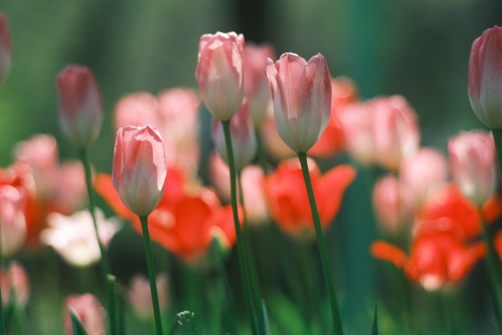 R5.05.13_札幌円山公園