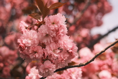 R5.05.07_近場散歩③