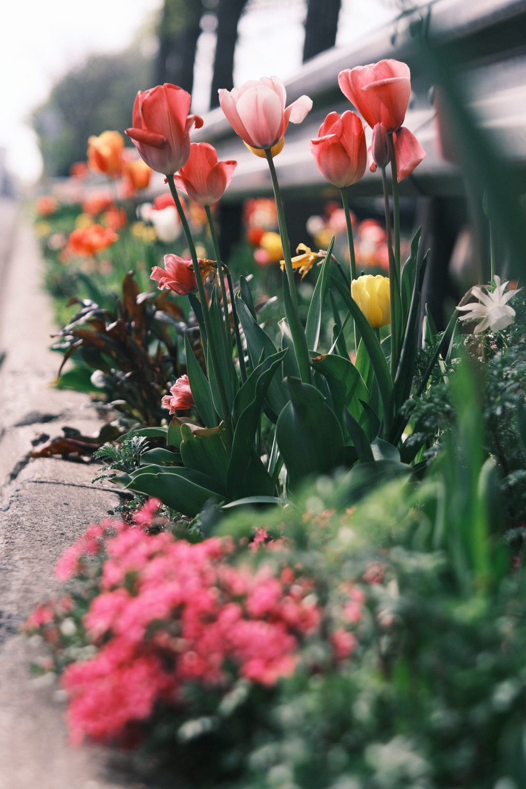 R5.05.07_近場散歩㉙