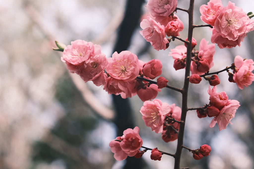 R5.04.30_リベンジ平岡公園梅まつり㉒