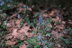 R6.04.21_夫婦登山_八剣山②