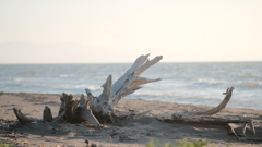 R3.07.31_石狩市はなますの丘②