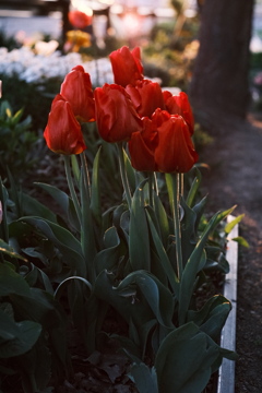 R5.05.12_夕方散歩⑩