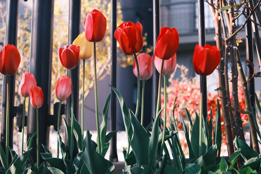 R5.05.02_夕方散歩②