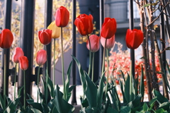 R5.05.02_夕方散歩②