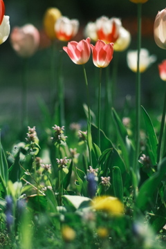 R5.05.13_札幌円山公園⑩