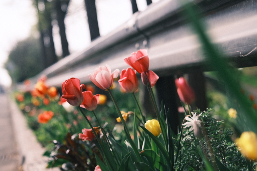 R5.05.07_近場散歩⑭