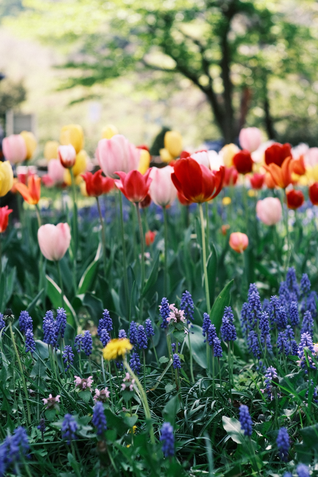 R5.05.13_札幌円山公園③