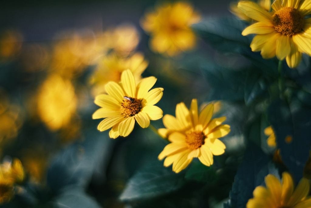 R5.08.02_夕方散歩②