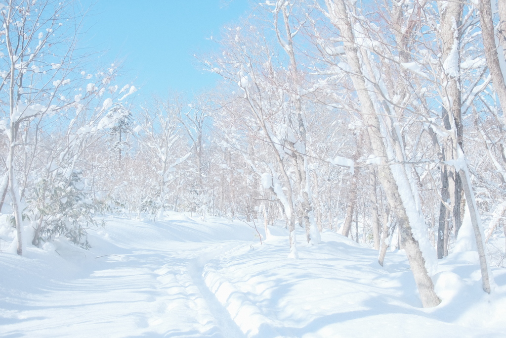 R4.01.23_野幌森林公園③