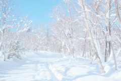 R4.01.23_野幌森林公園③