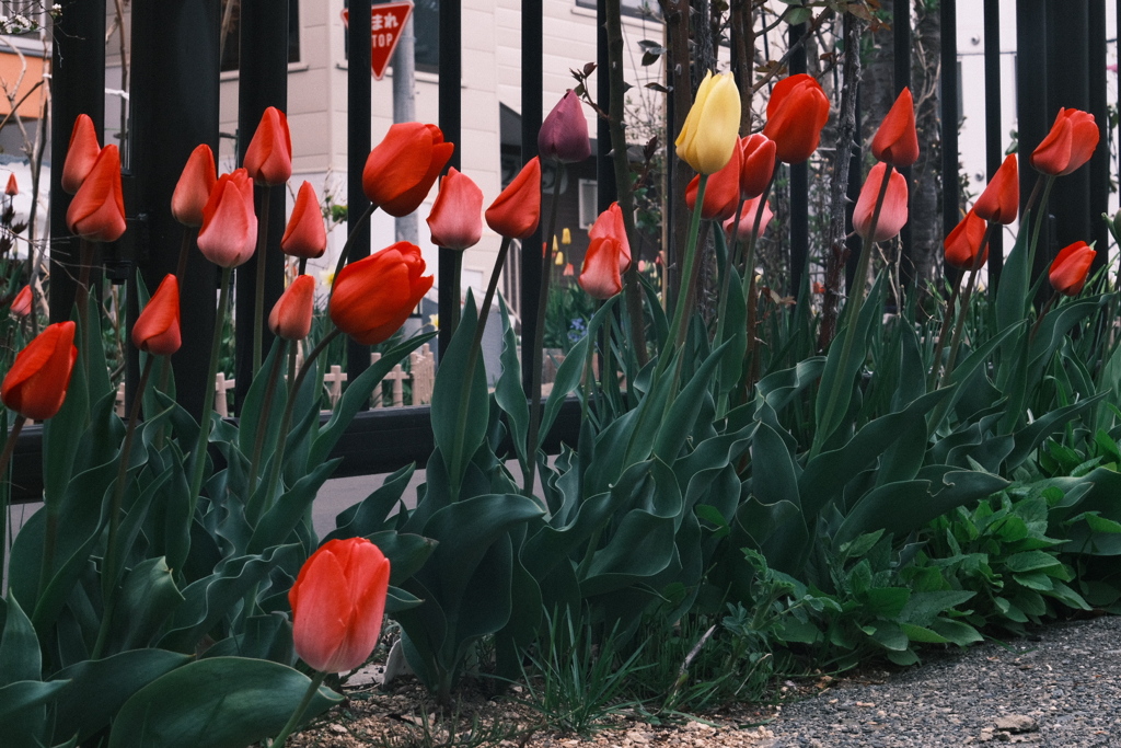 R5.04.29_夕方散歩⑥