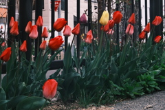 R5.04.29_夕方散歩⑥