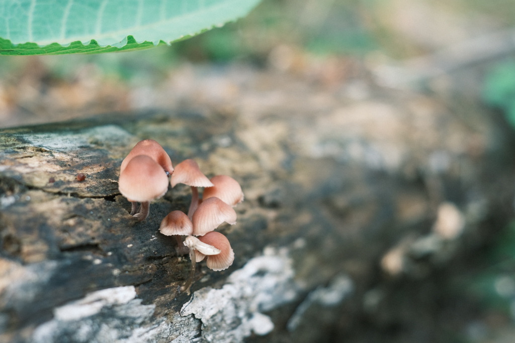 R5.09.10_夫婦登山_恵庭岳①