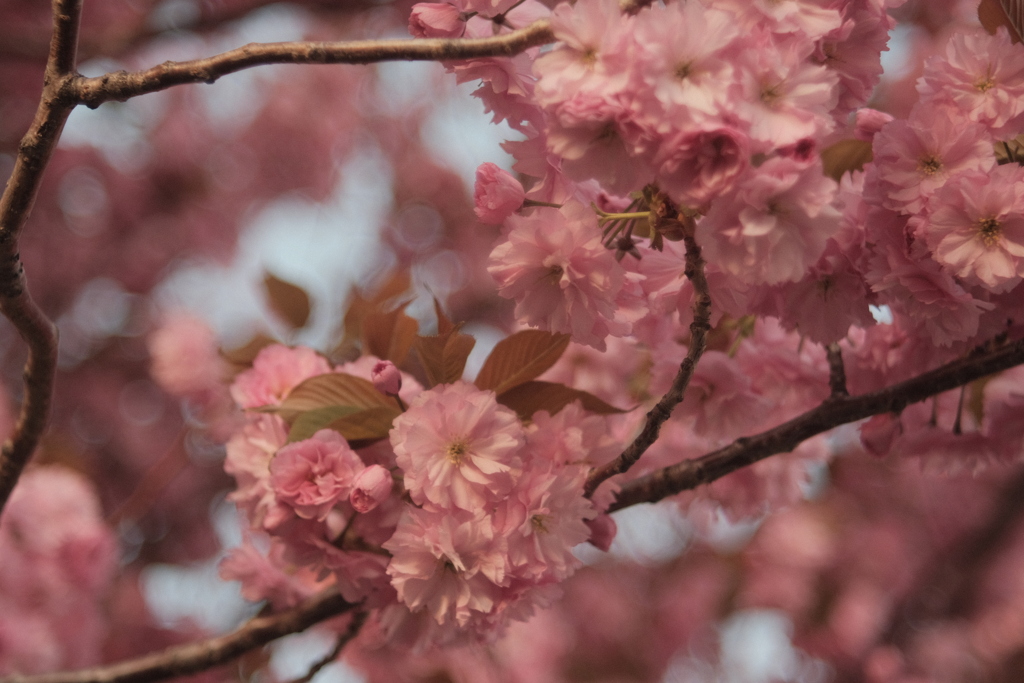 R4.05.10_夕方散歩①