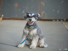 犬