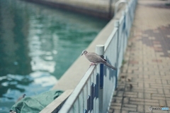 鳥　香港