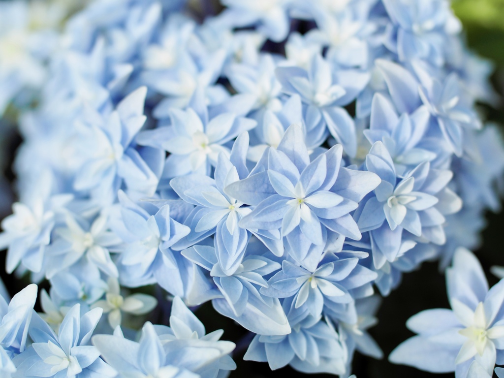 Light blue flower ☆*:.｡. 