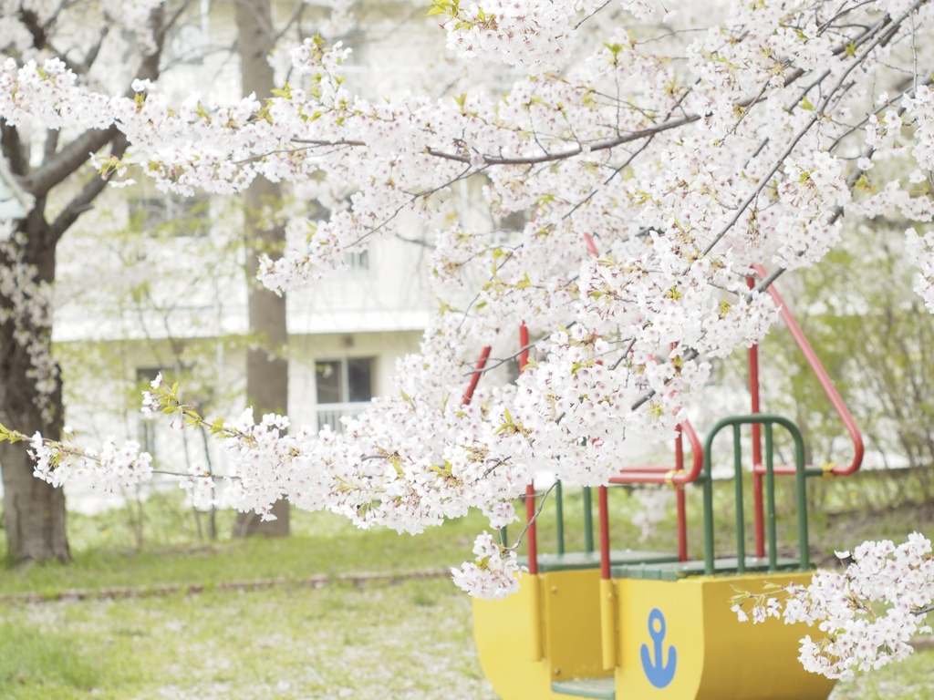 桜咲く公園で