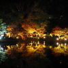 紅葉ライトアップ３