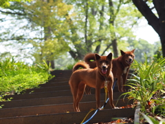 公園の緑に映える