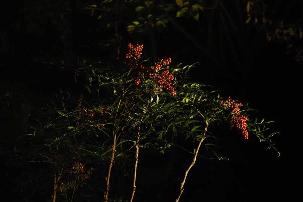 赤い実 ライトアップ