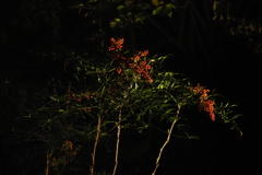 赤い実 ライトアップ