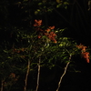 赤い実 ライトアップ