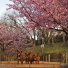 桜より川の中が気になる