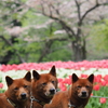 贅沢な組み合わせ