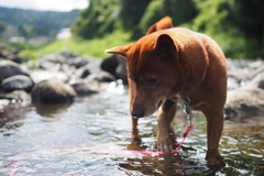 何かいるかな