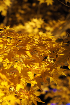 紅葉ライトアップ１