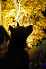 紅葉ライトアップ２