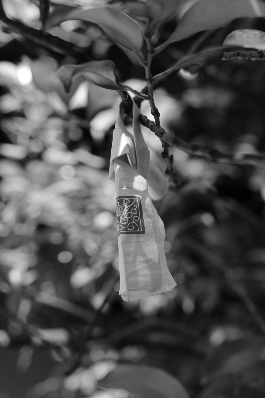 IMG_3926