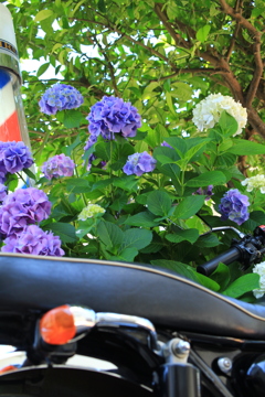 バイクと紫陽花