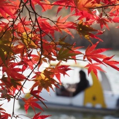 国営昭和記念公園